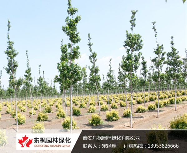 單桿獨生紅點紅楓